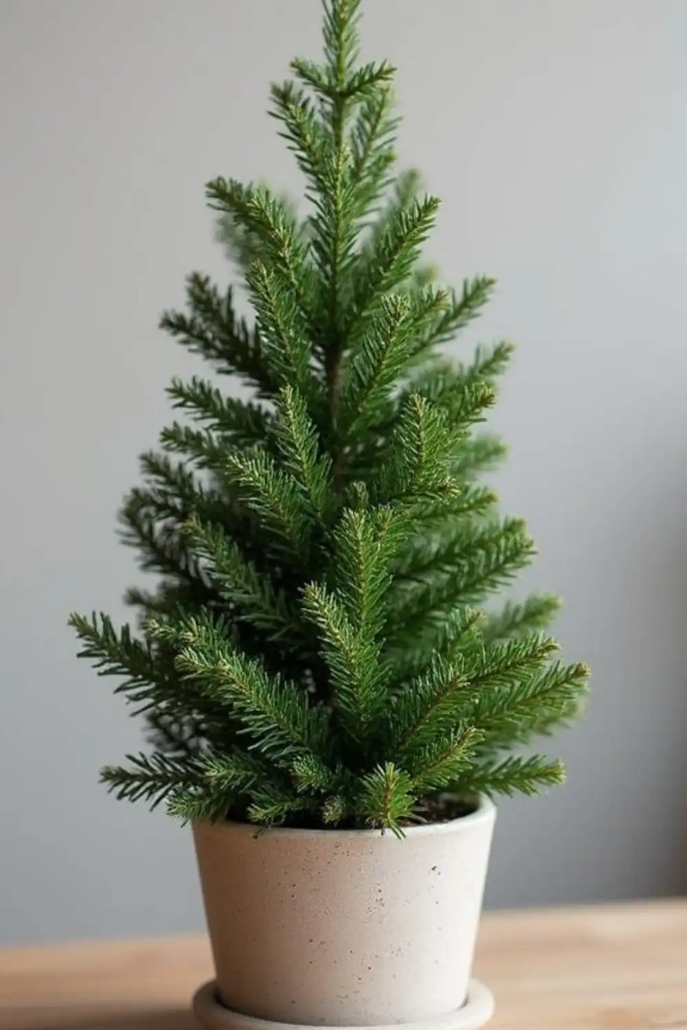 Small potted pine tree on wooden table.